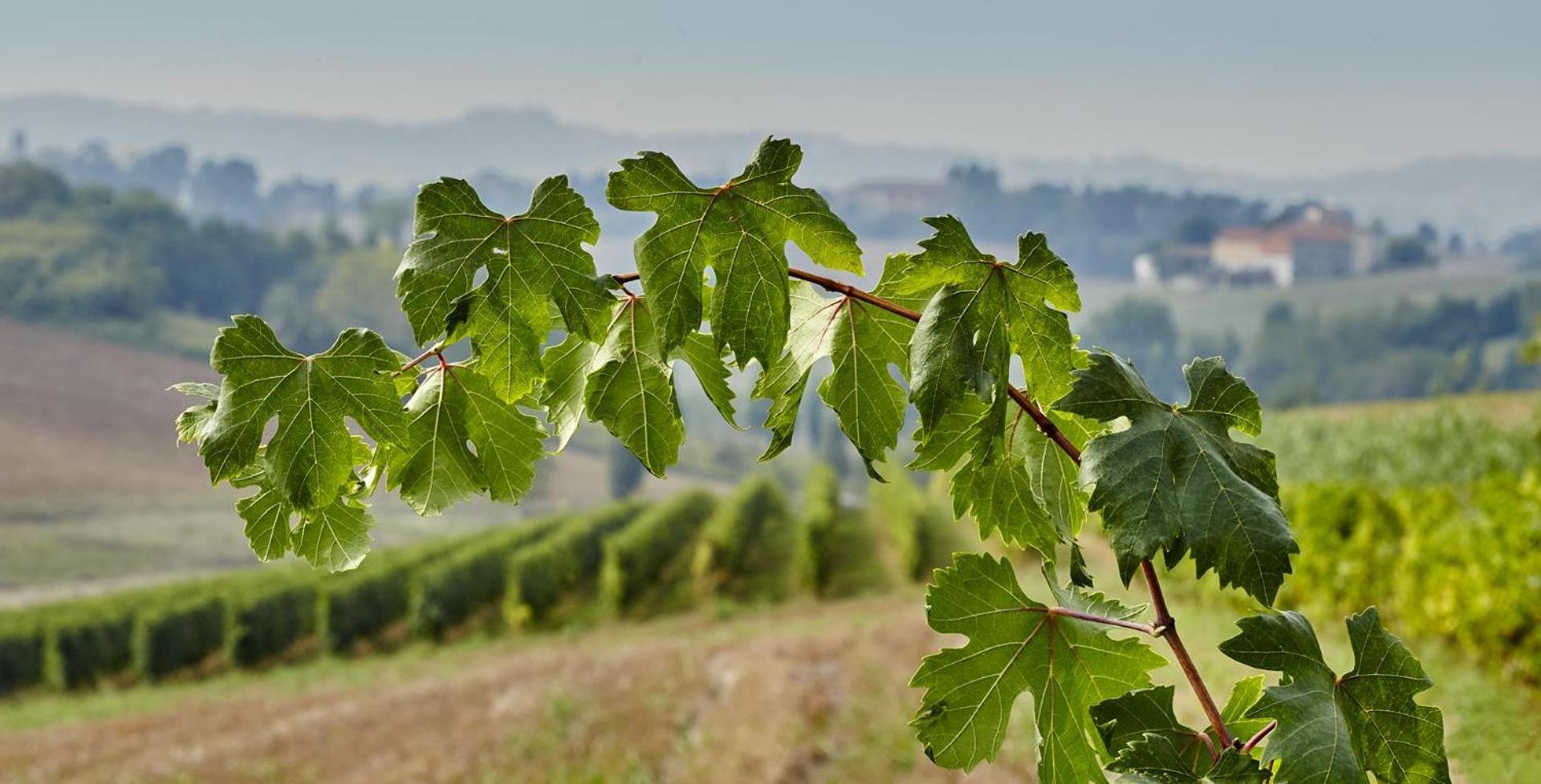 Le Tre Rose - Cantina Zanello * Rosignano Monferrato