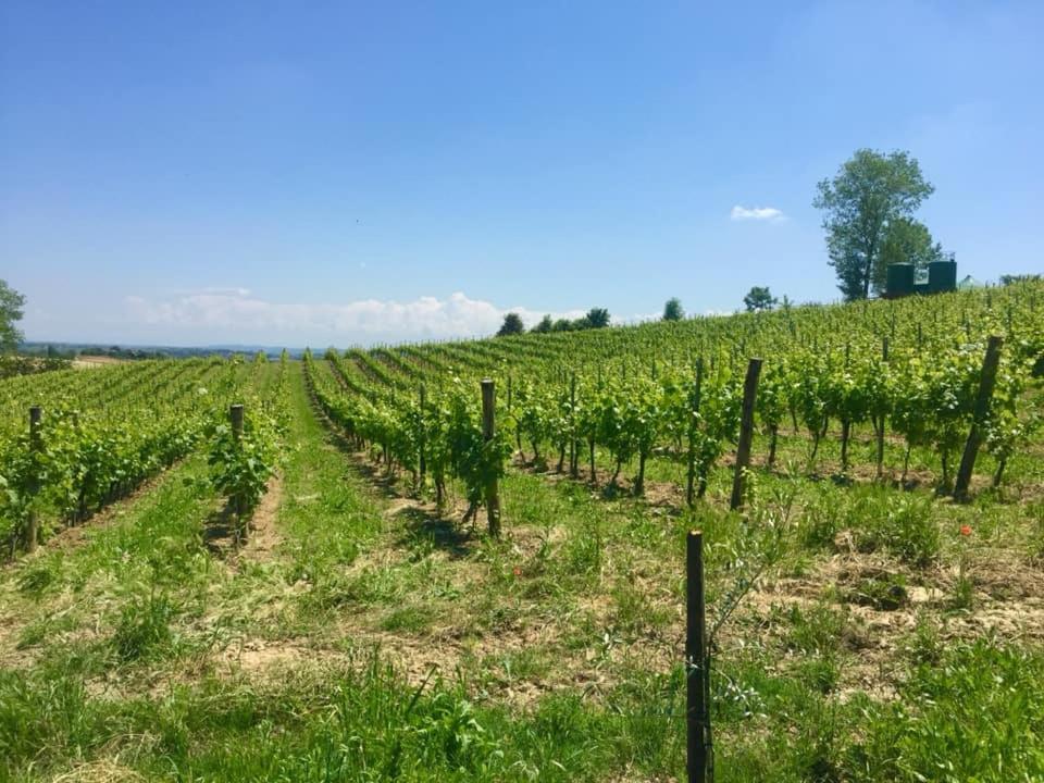 Farm stay Le Tre Rose - Cantina Zanello